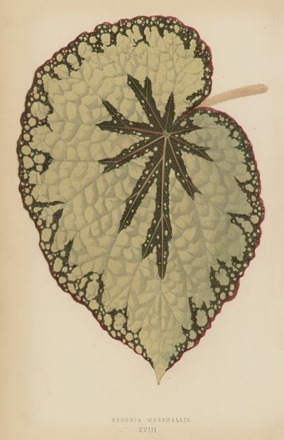 Begonia Marshallii - English School